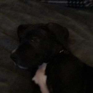 Meet your Posher, Ava